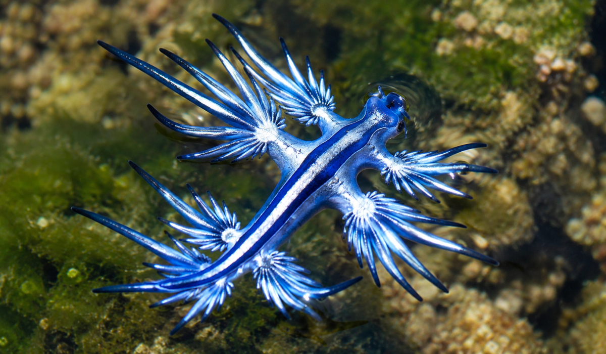 Dragão-azul Glaucus atlanticus com corpo azul-prateado e cerata distribuídos lateralmente.