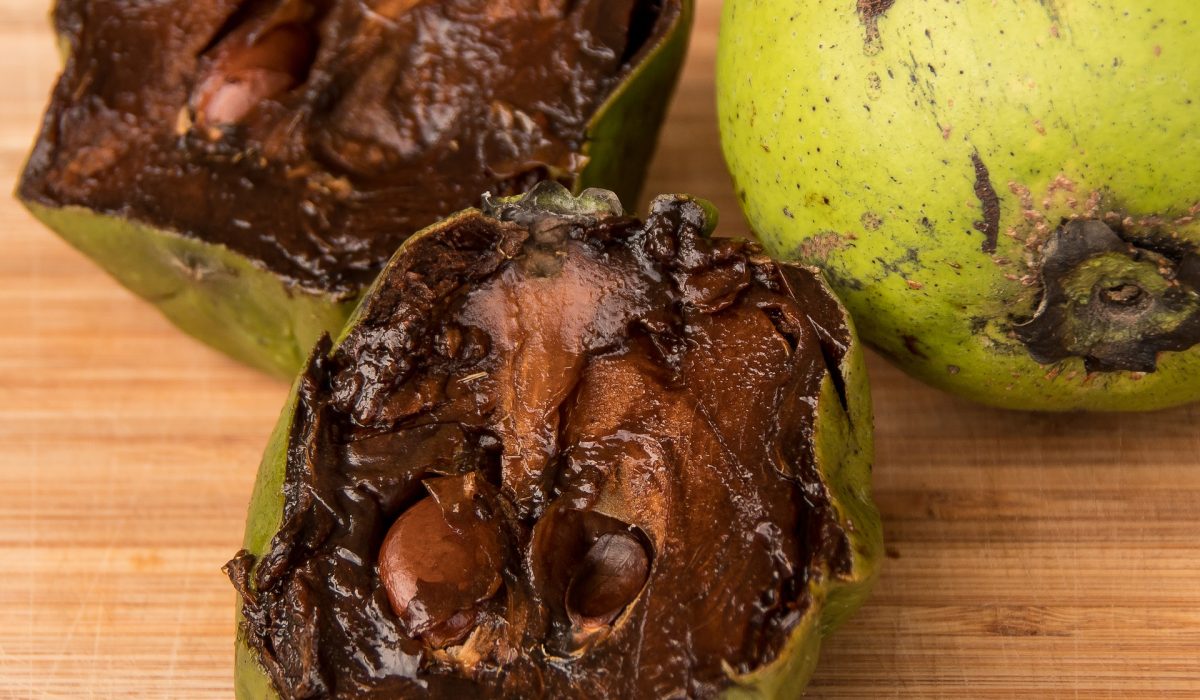 Fruta Pudim de chocolate delicie-se com esse sabor