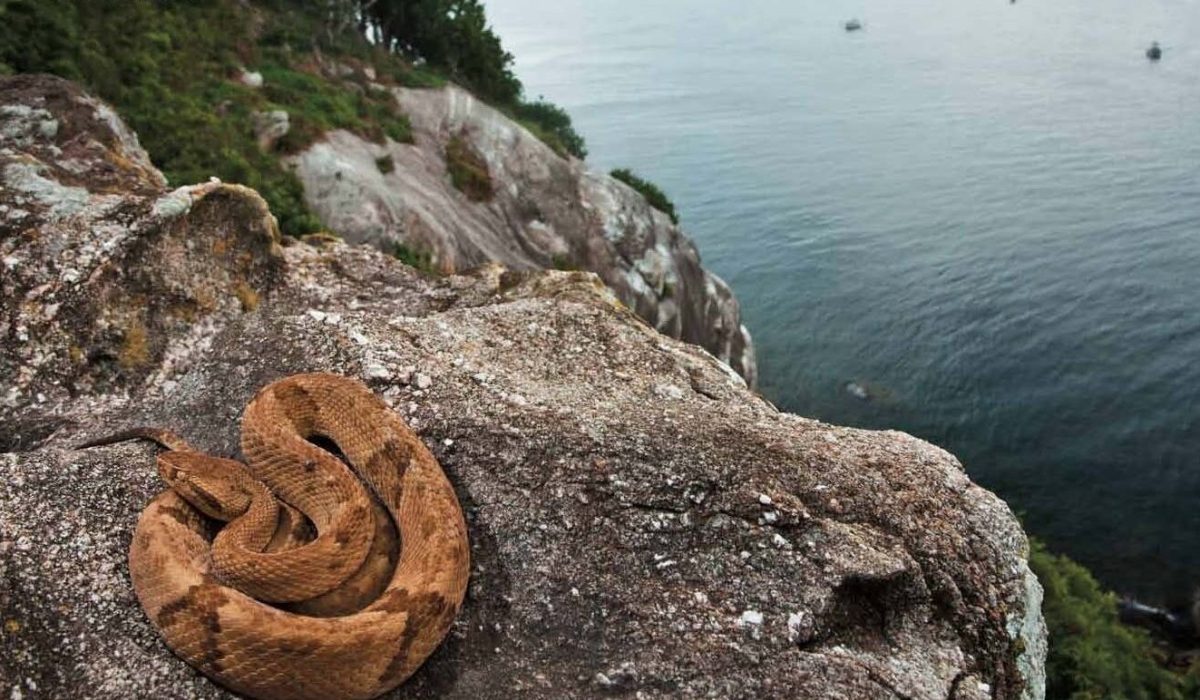 Ilha das Cobras