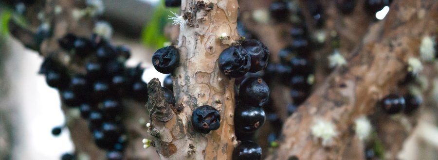 Coisas sobre a Jabuticabeira que você não sabia