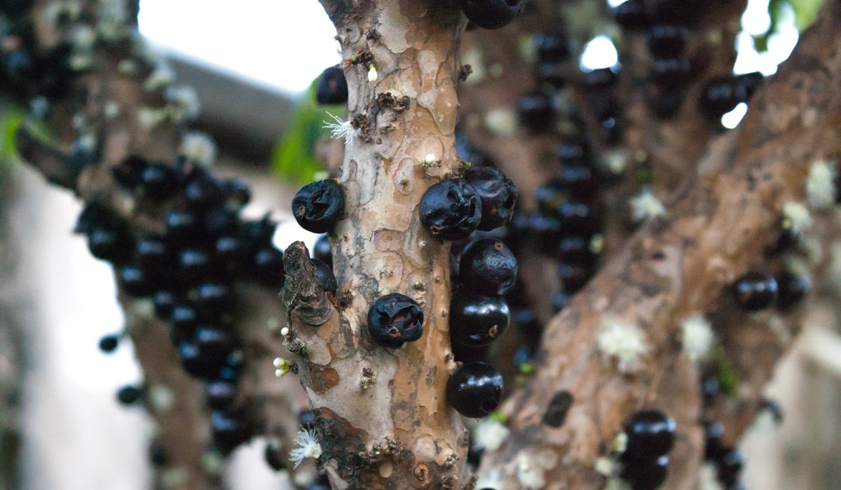 Coisas sobre a Jabuticabeira que você não sabia