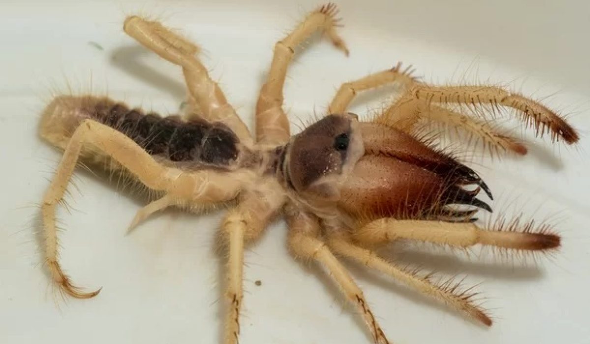 Aranhas Camelo