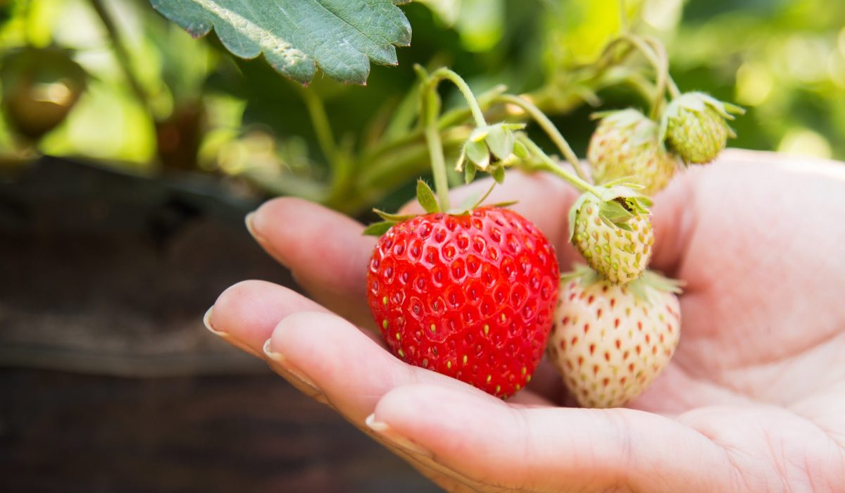 Pineberry Ou Morango Abacaxi