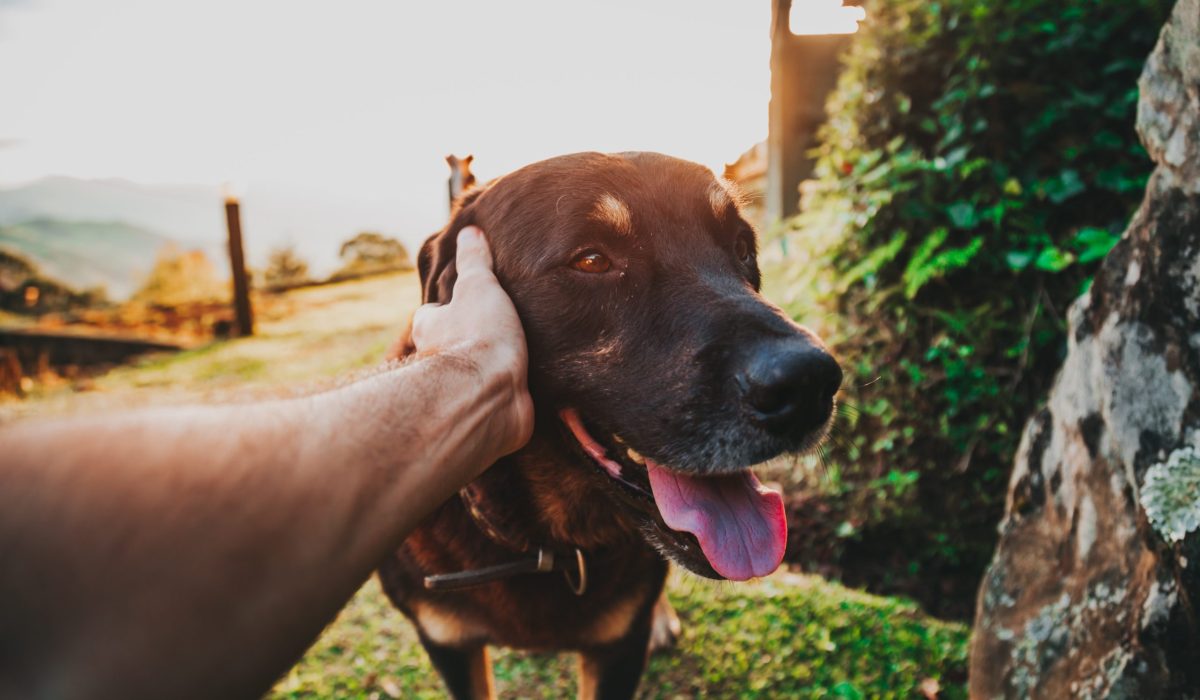 Cachorros Sabem Identificar Pessoas Não Confiáveis