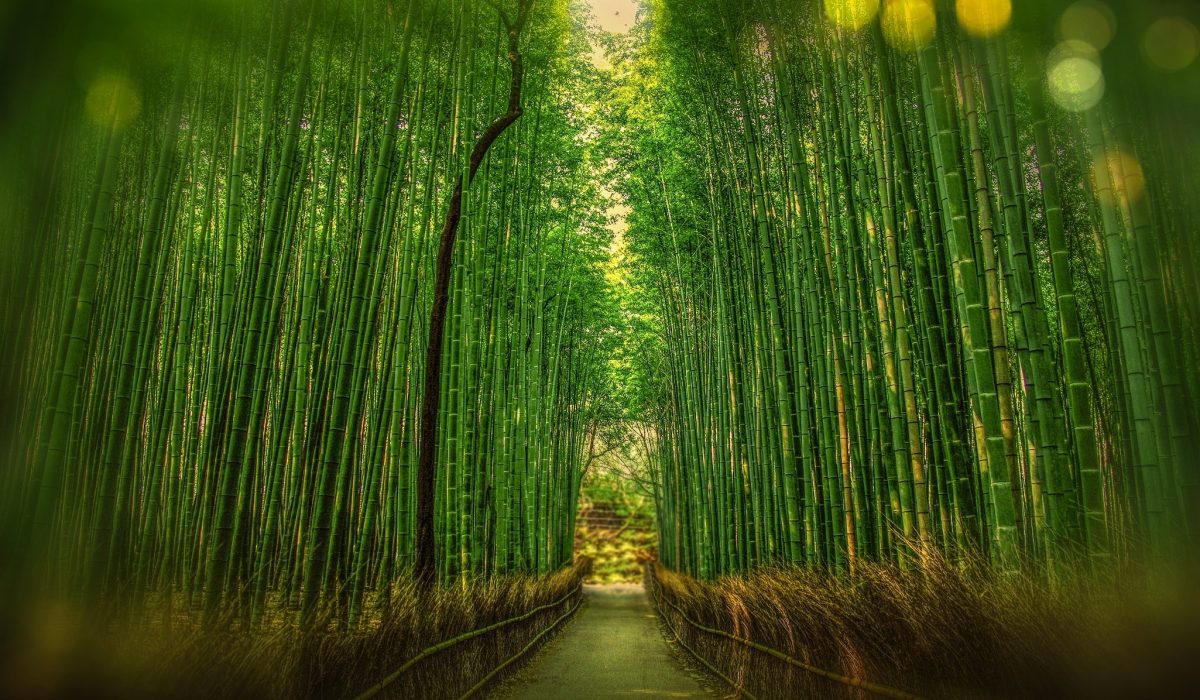 O Labirinto De Bambu Em Parma