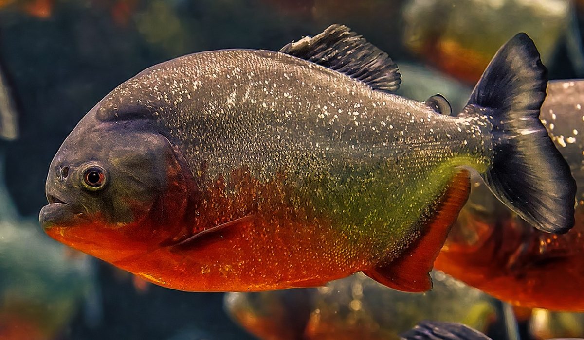 piranhas