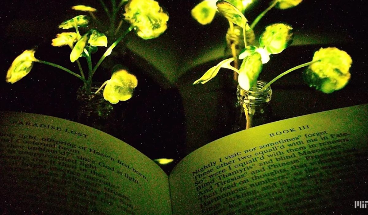 Plantas bioluminescentes