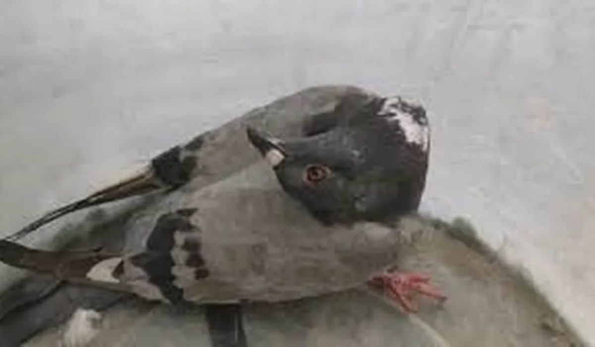 pombo zumbi04