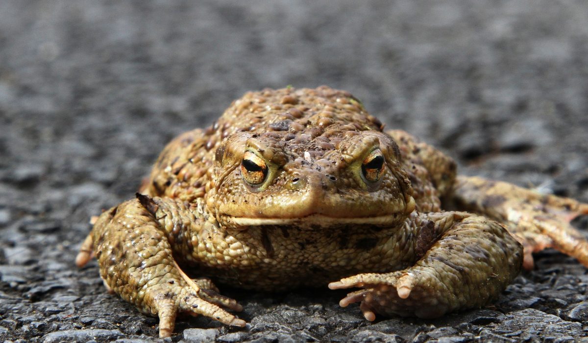 Sapo