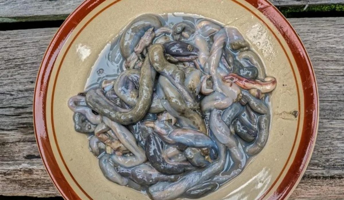 Turu